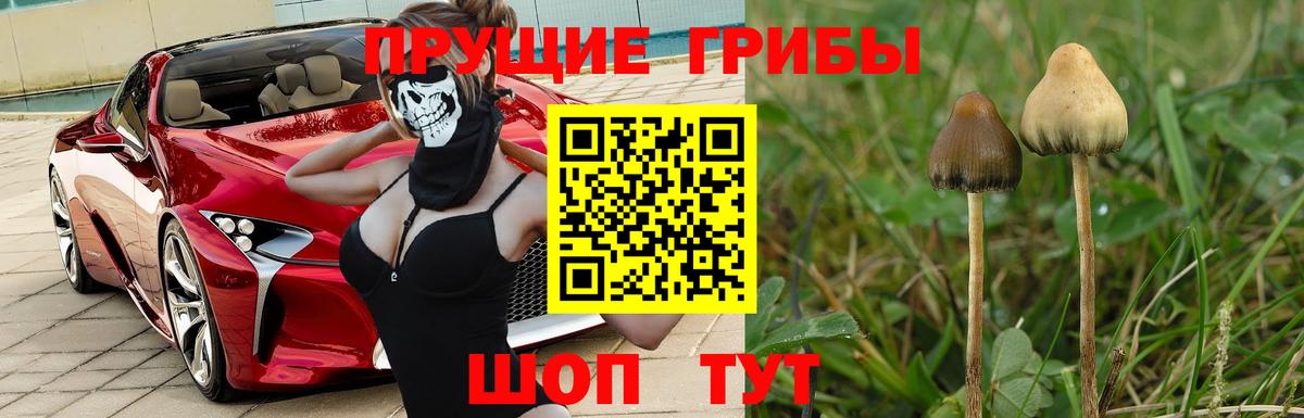 Галлюциногенные грибы прущие грибы Лесной